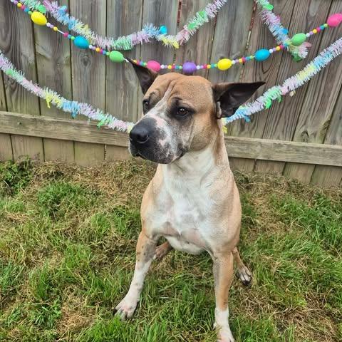 Enlarge Moose, a Adoptable mixed breed in Dover, AR image 4/4