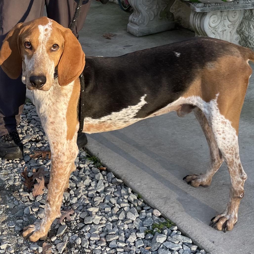 Rodger 25-1733, Adoptable, Adult Male Treeing Walker Coonhound.