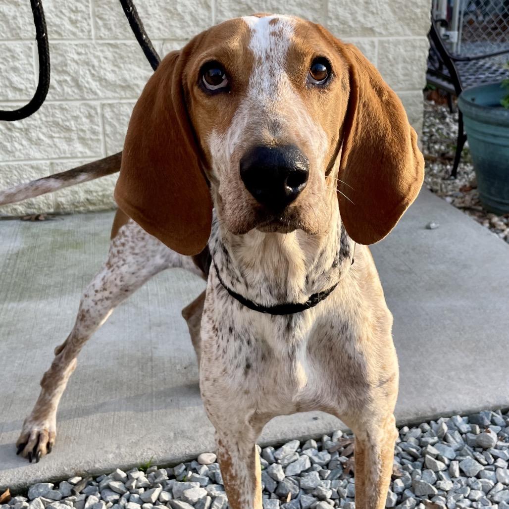 Enlarge Rodger 25-1733, a Adoptable Treeing Walker Coonhound in Yanceyville, NC image 3/6