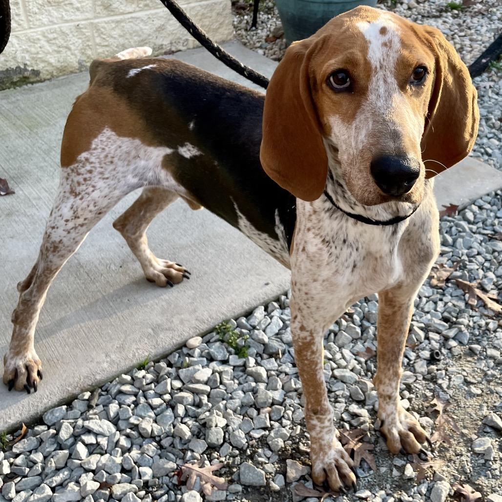 Enlarge Rodger 25-1733, a Adoptable Treeing Walker Coonhound in Yanceyville, NC image 6/6