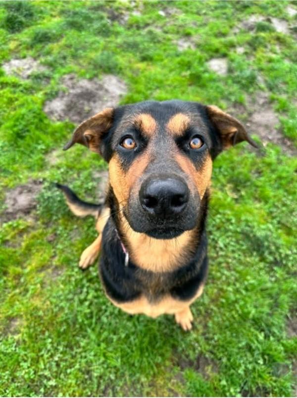 Daisy, Adoptable, Adult Female Hound.