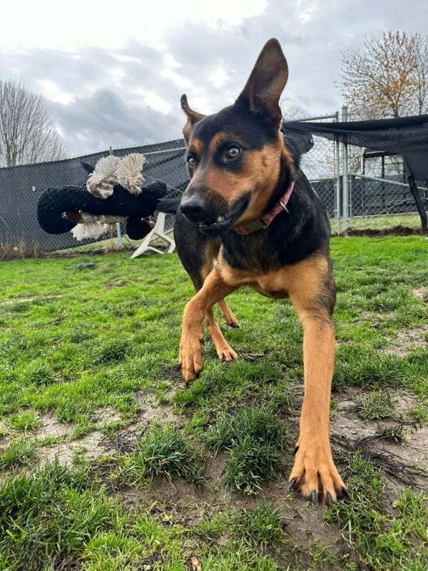 Enlarge Daisy, a Adoptable mixed breed image 2/4