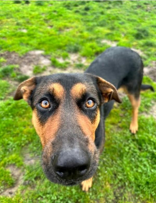 Enlarge Daisy, a Adoptable mixed breed image 3/4