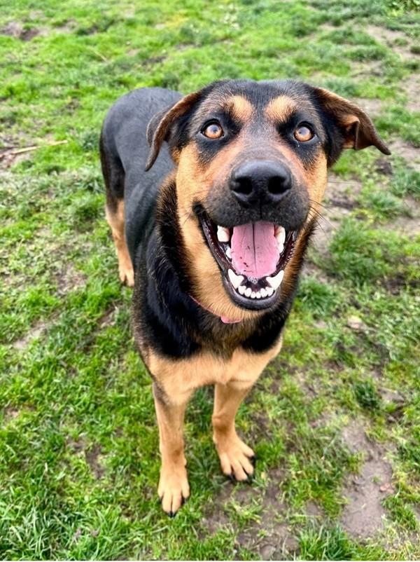 Enlarge Daisy, a Adoptable mixed breed image 4/4