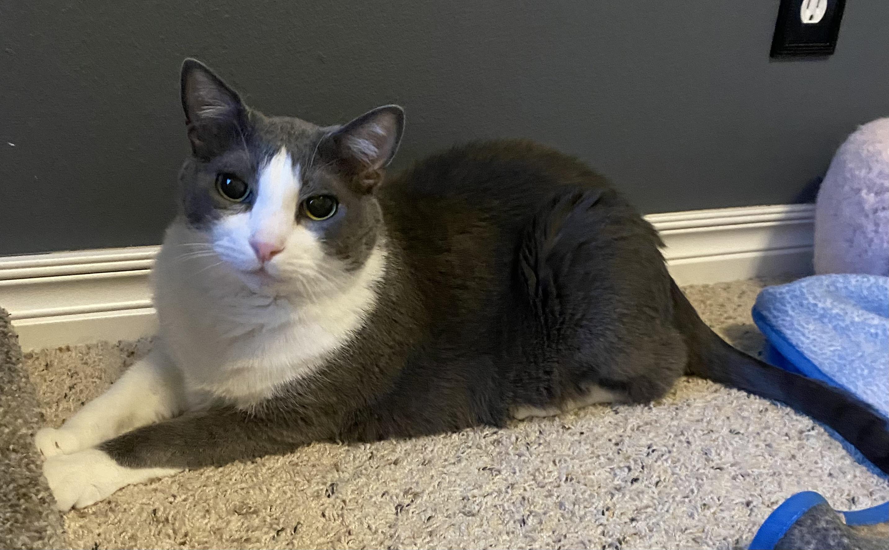 Grady (bonded with Gracie)
