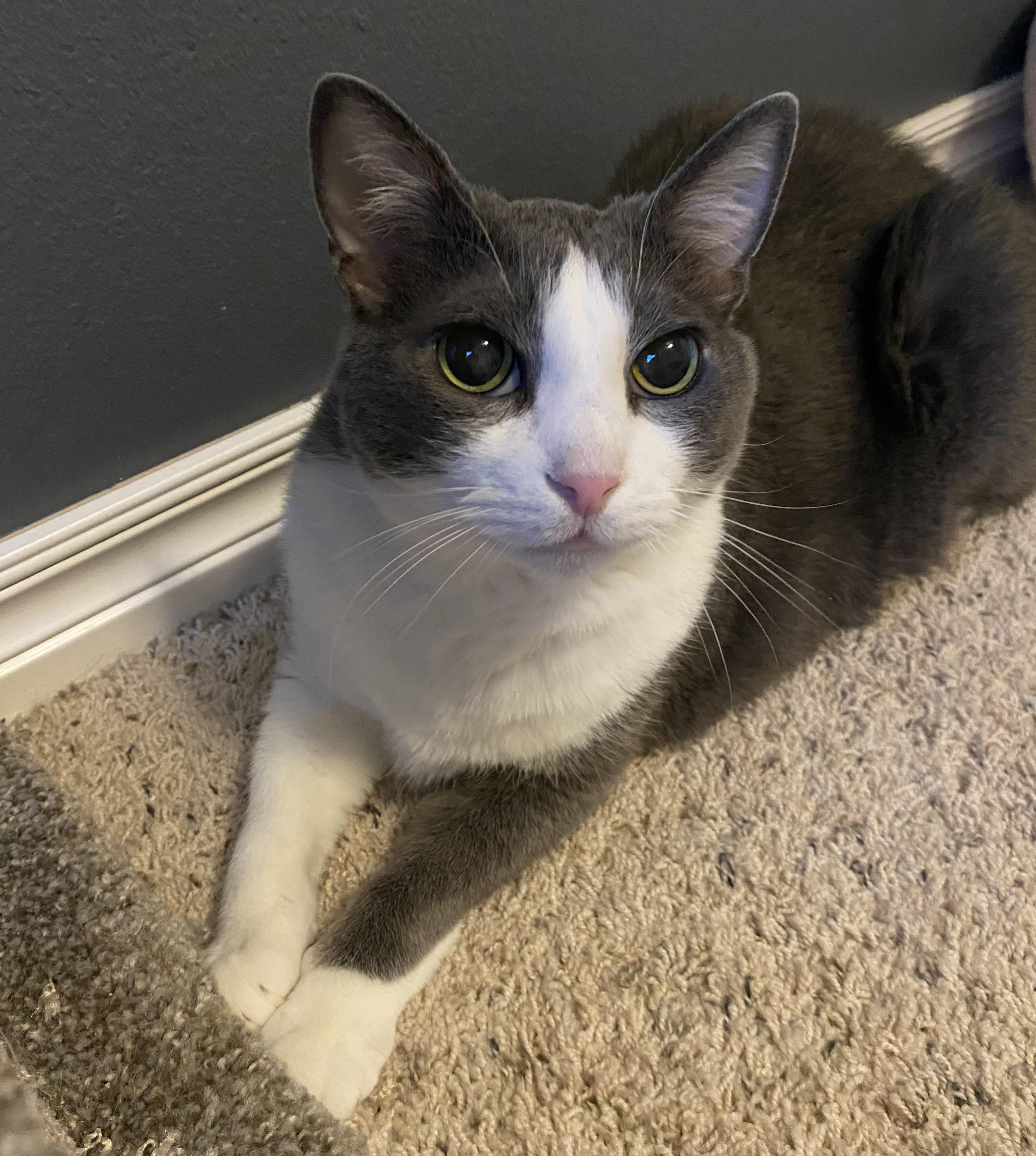 Grady (bonded with Gracie)
