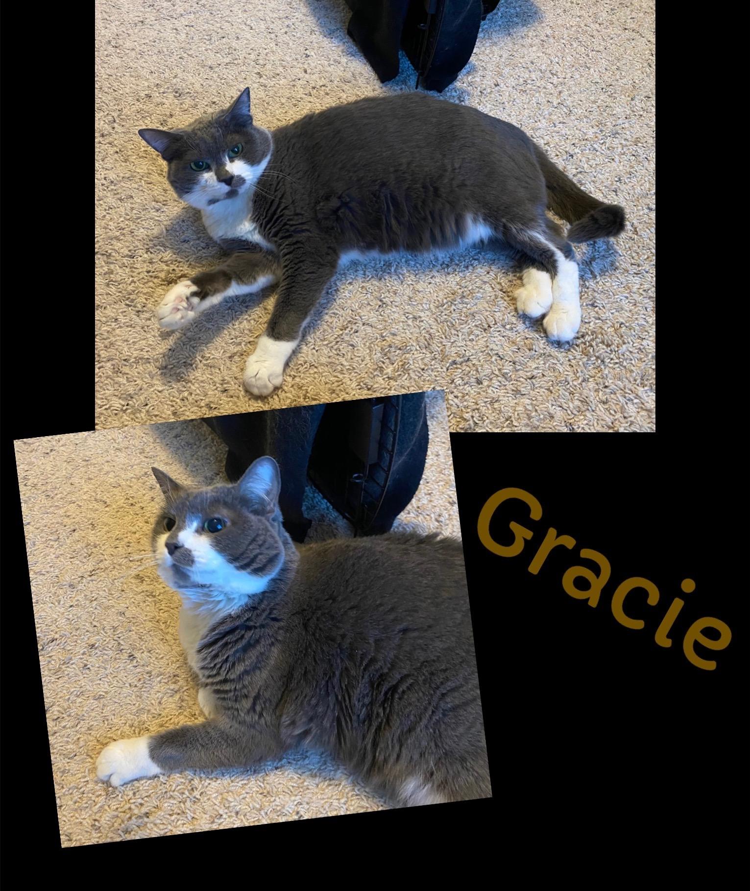 Grady (bonded with Gracie)