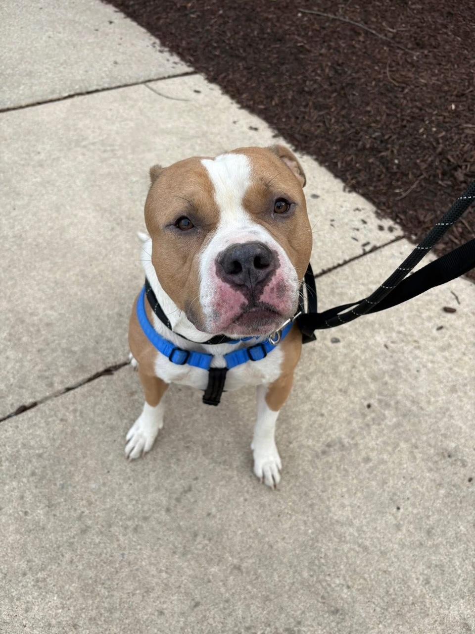 Wizard - Bonded with Pepper, ADOPTABLE, Adult Male American Bully.