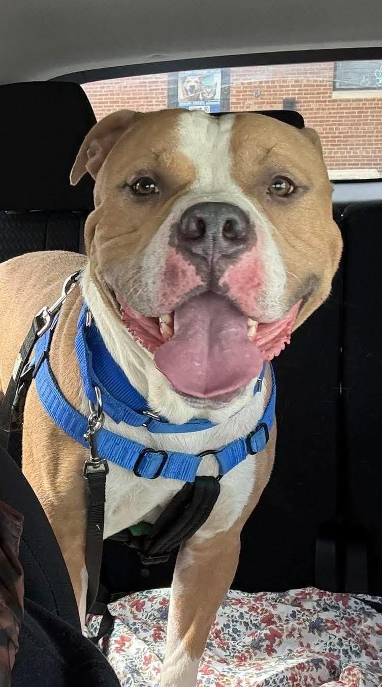Enlarge Wizard - Bonded with Pepper, a ADOPTABLE mixed breed in Blue Island, IL image 2/3