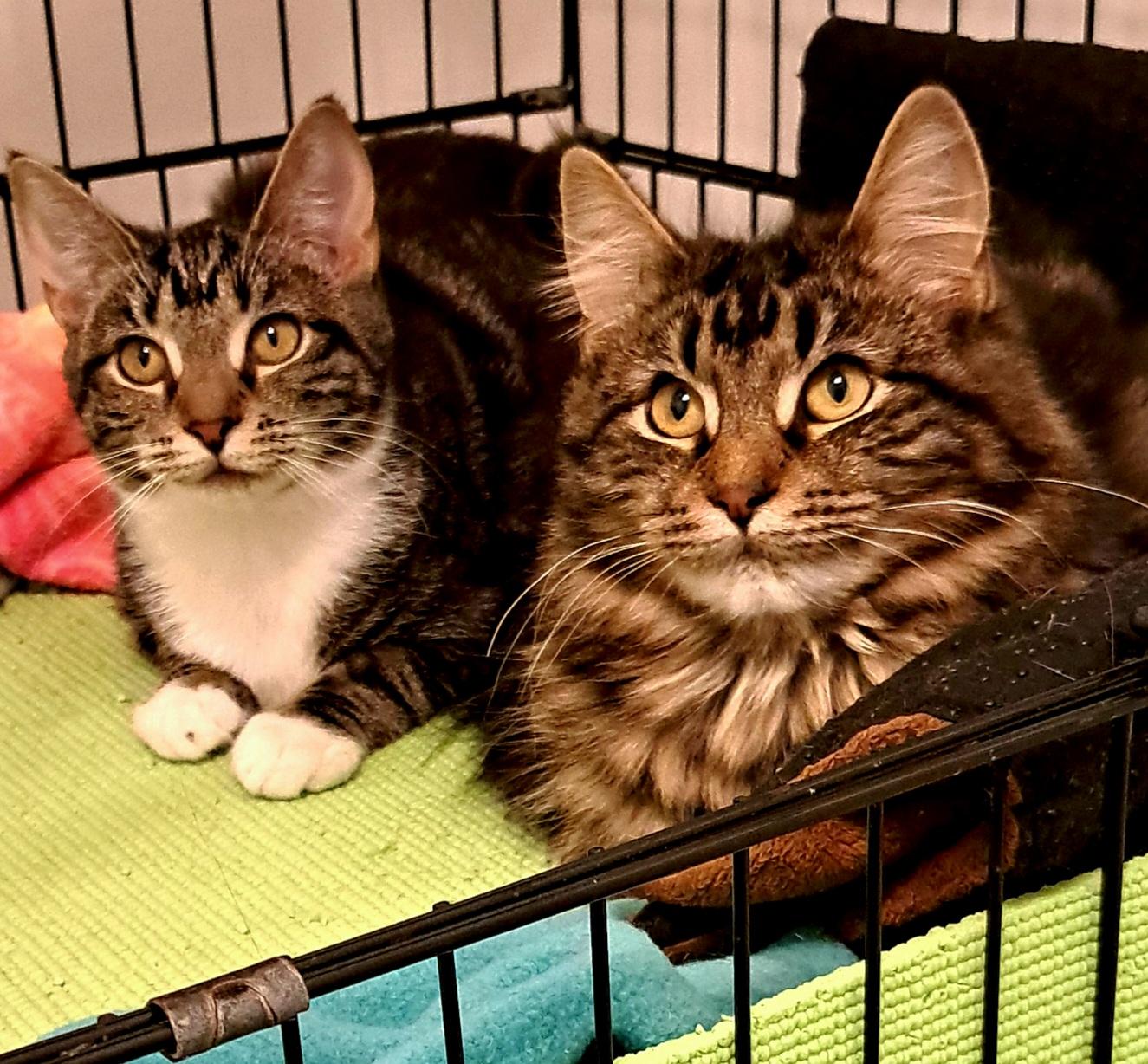 Twinkle and Tinsel, ADOPTABLE, Young Male Tabby.