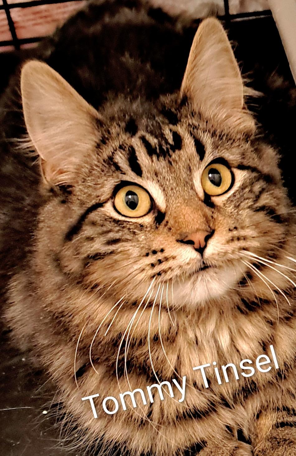 Twinkle and Tinsel, a ADOPTABLE Tabby in Buffalo, NY image 2/3