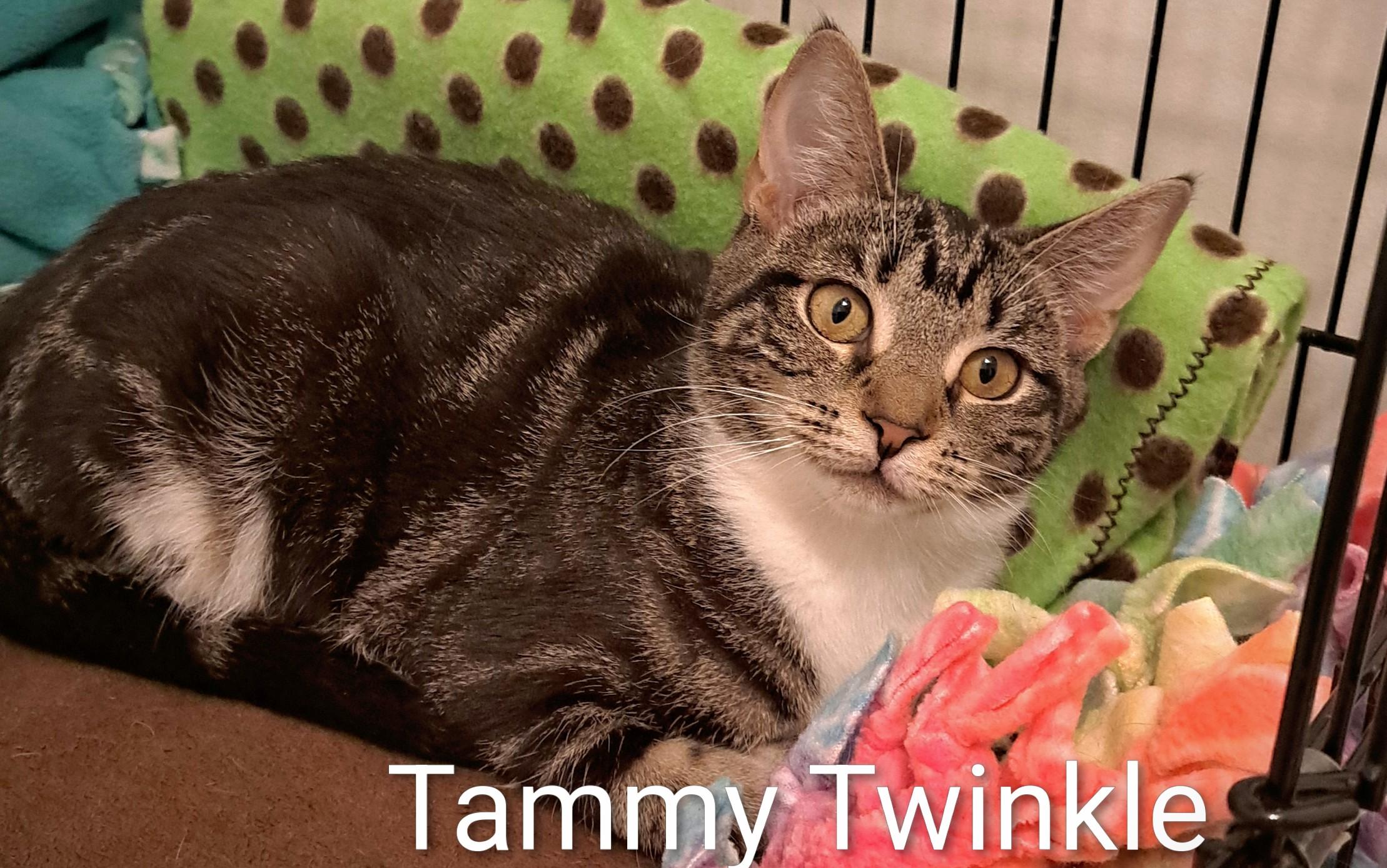 Twinkle and Tinsel, a ADOPTABLE Tabby in Buffalo, NY image 3/3