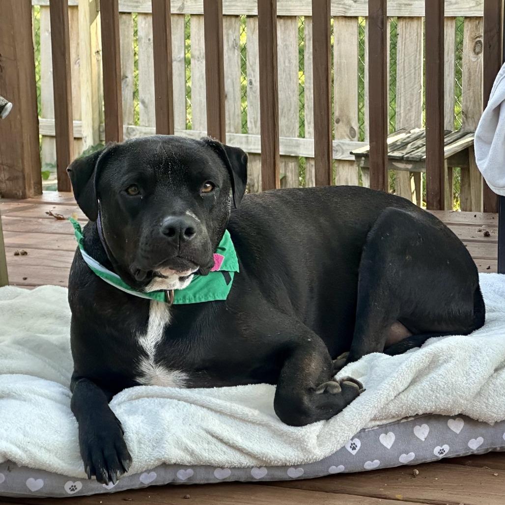 Goofy, a Adoptable American Staffordshire Terrier in Delaware, OH image 3/6