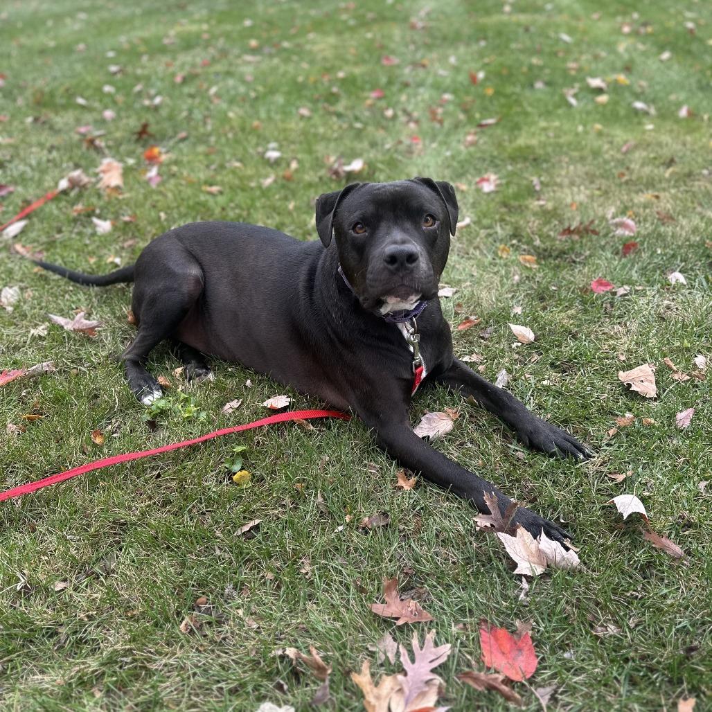 Goofy, a Adoptable American Staffordshire Terrier in Delaware, OH image 4/6