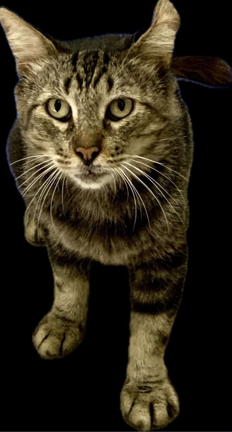 Walter, Adopted, Adult Male Domestic Short Hair.