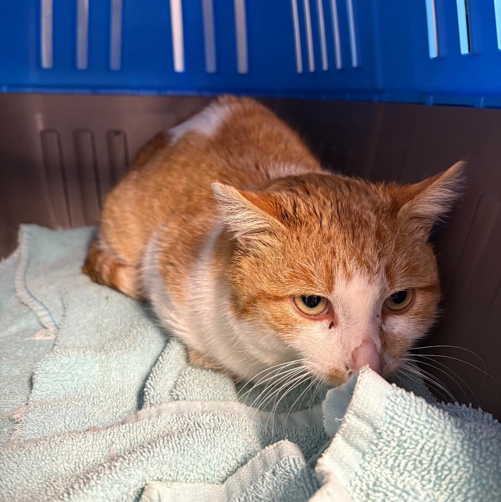 Mac - Silo, Adoptable, Adult Male Domestic Short Hair.