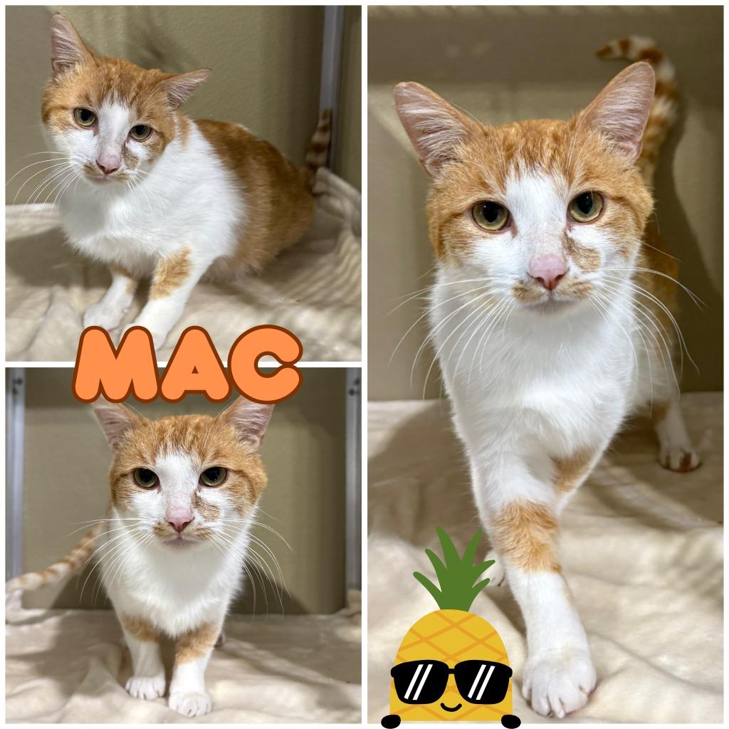 Mac - Silo, Adoptable, Adult Male Domestic Short Hair.