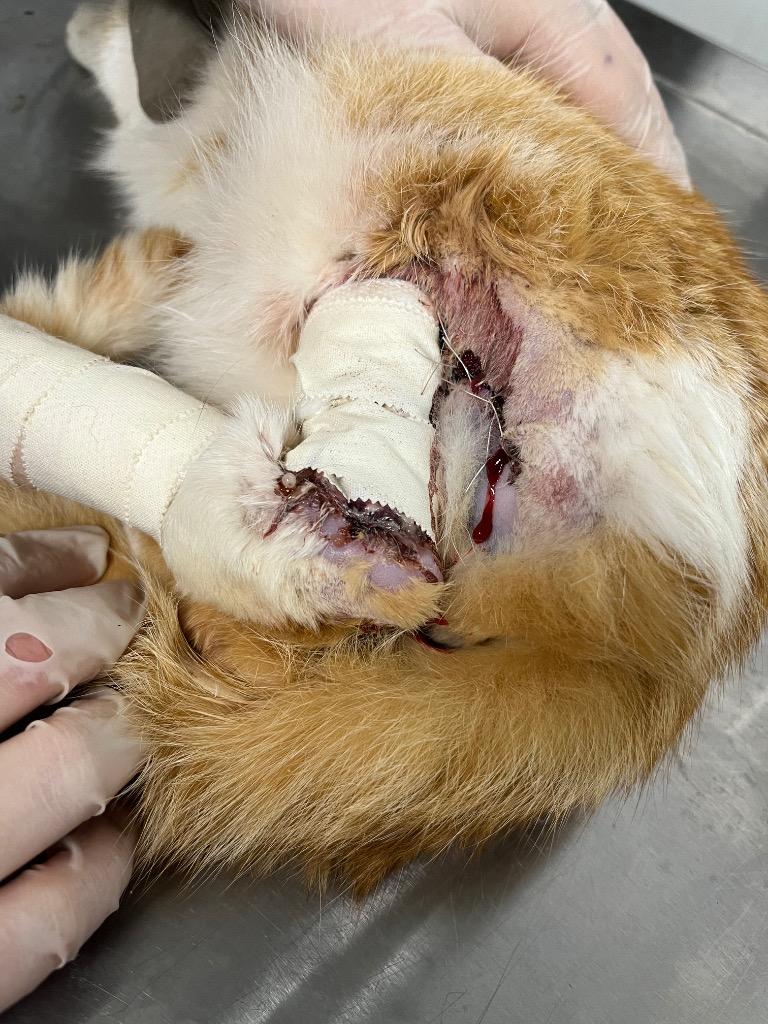 Enlarge Mac - Fee Waived - Silo, a Adoptable mixed breed in Pierceton, IN image 2/3