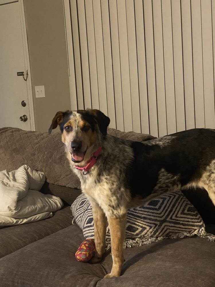 Enlarge Teeka AKA Smiley (PW 761), a Adoptable mixed breed in Plymouth, MI image 1/5