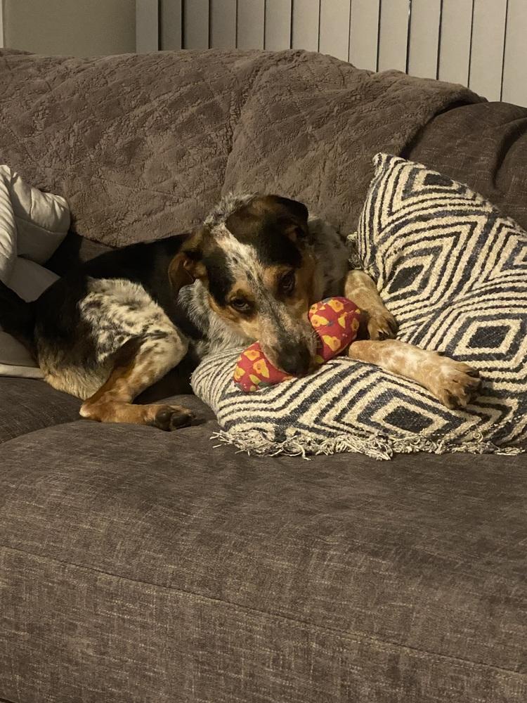 Enlarge Teeka AKA Smiley (PW 761), a Adoptable mixed breed in Plymouth, MI image 2/5