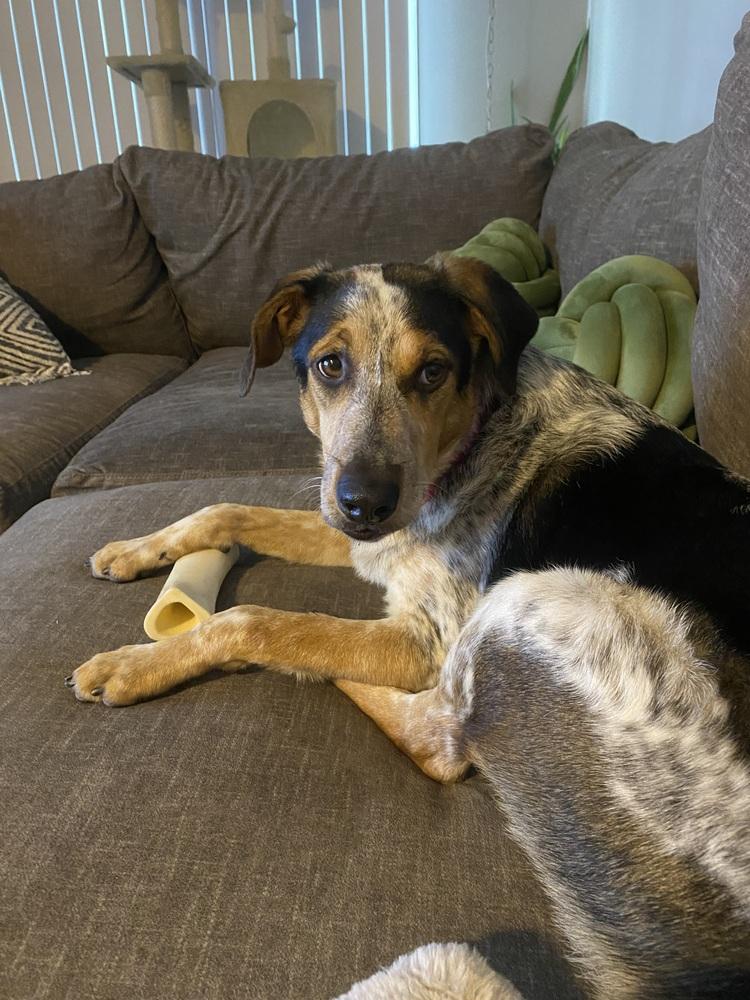 Enlarge Teeka AKA Smiley (PW 761), a Adoptable mixed breed in Plymouth, MI image 3/5