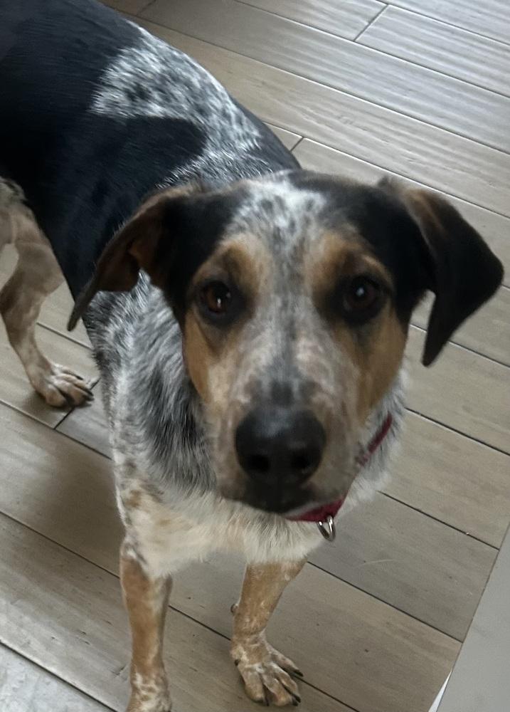 Enlarge Teeka AKA Smiley (PW 761), a Adoptable mixed breed in Plymouth, MI image 4/5