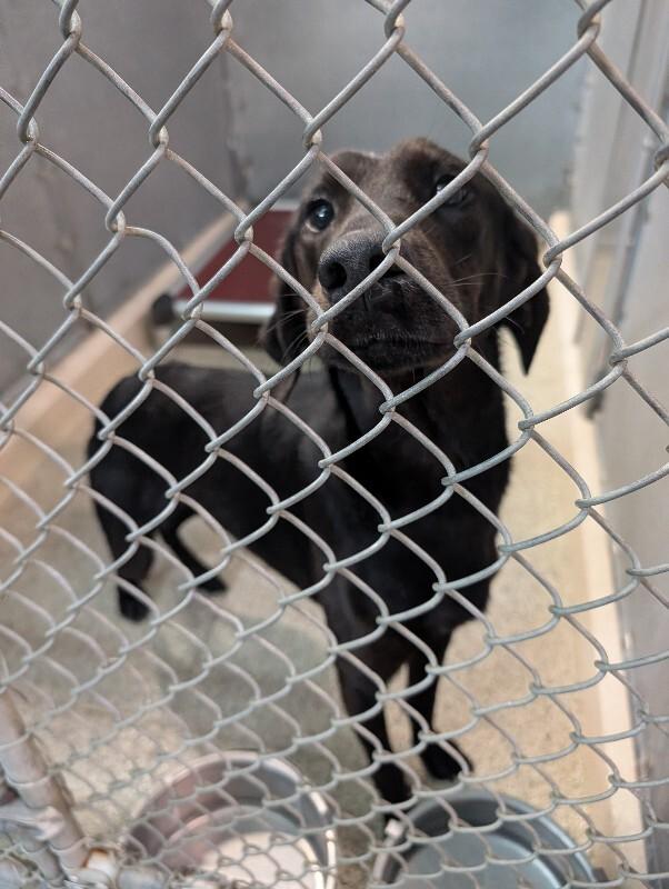 Enlarge Dutch, a Adoptable Hound in Supply, NC image 1/2