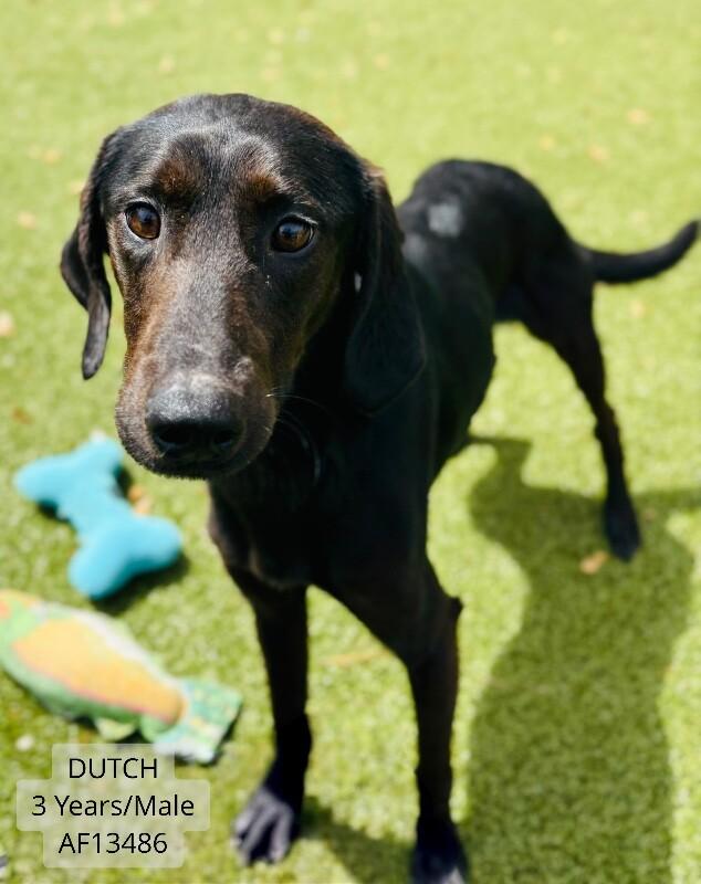 Enlarge Dutch, a Adoptable Hound in Supply, NC image 2/2