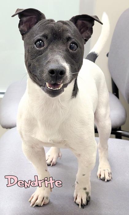 Enlarge Dendrite, a Adoptable mixed breed in Mason, MI image 1/2