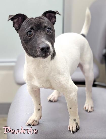 Enlarge Dendrite, a Adoptable mixed breed in Mason, MI image 2/2