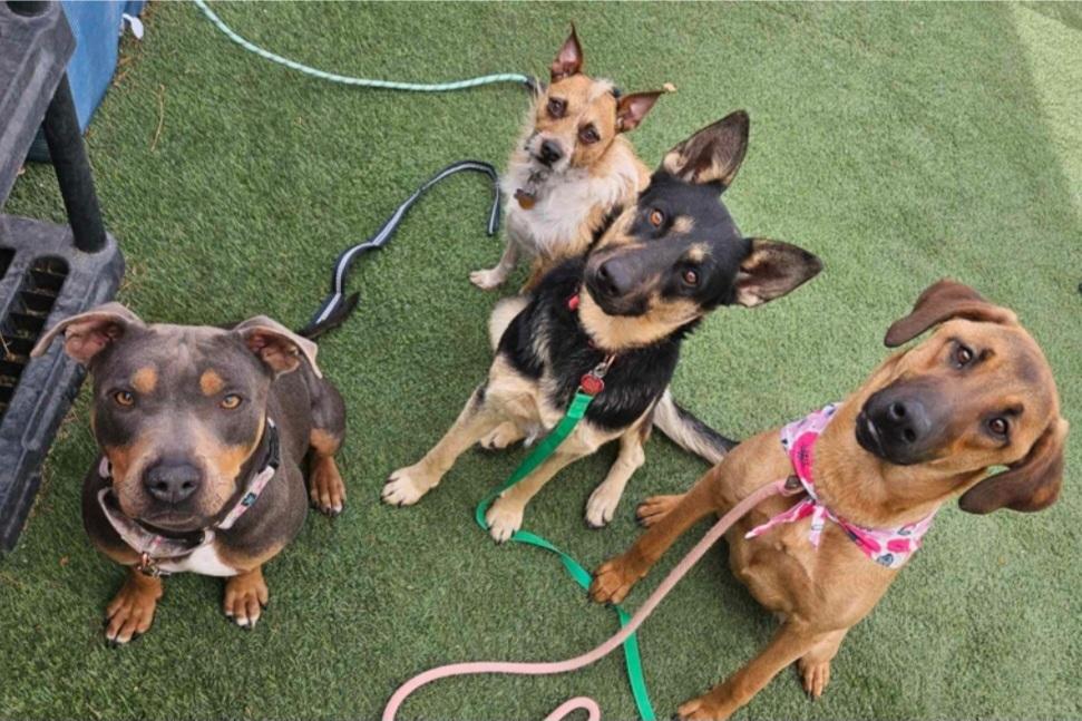 Elsa, a Adoptable Pumi in Cortez, CO image 1/6