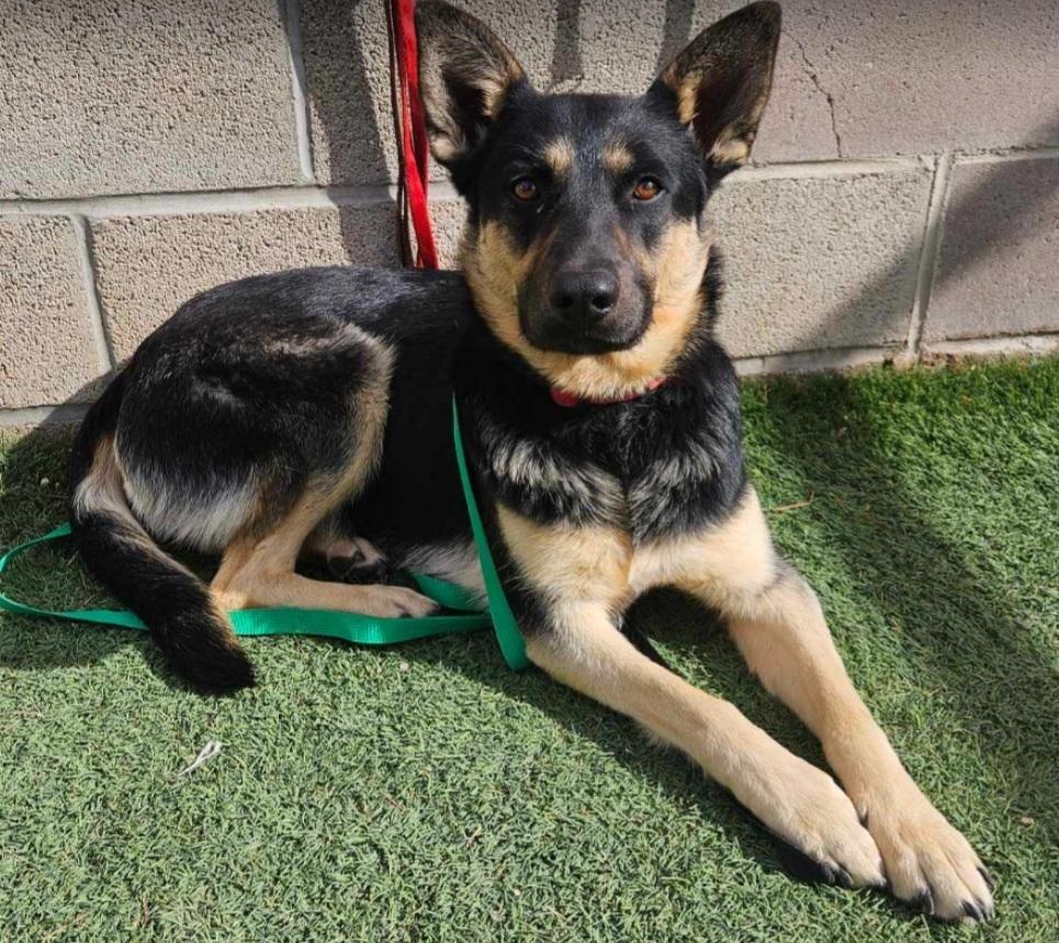 Elsa, a Adoptable Pumi in Cortez, CO image 2/6
