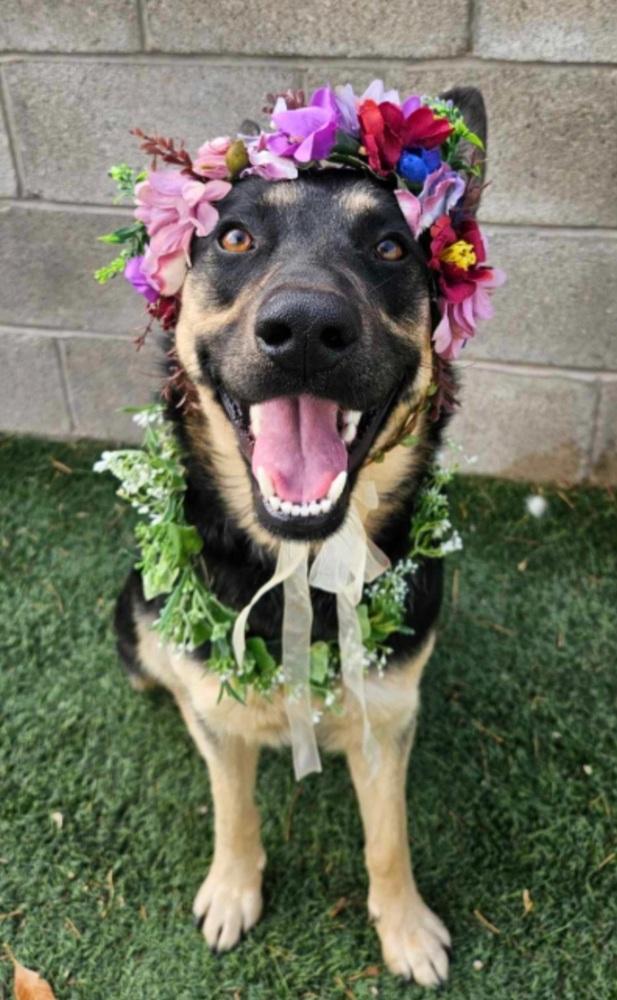 Elsa, a Adoptable Pumi in Cortez, CO image 3/6