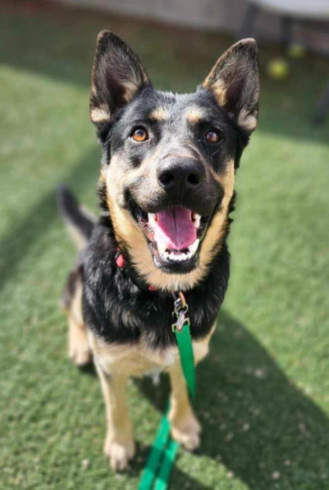Elsa, a Adoptable Pumi in Cortez, CO image 4/6