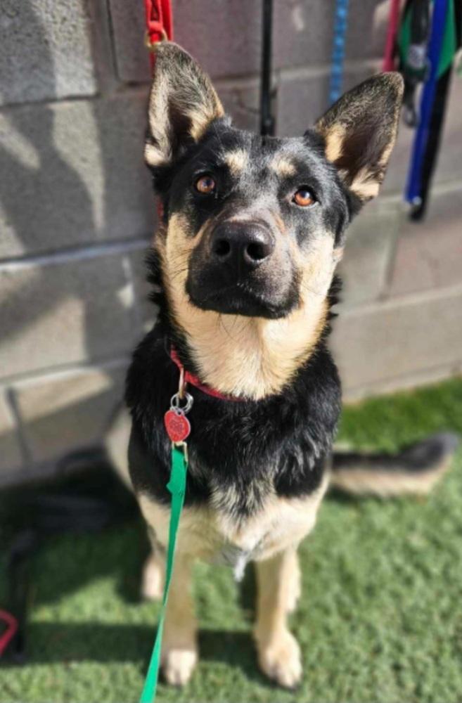 Elsa, a Adoptable Pumi in Cortez, CO image 5/6