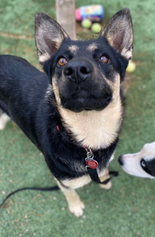 Elsa, a Adoptable Pumi in Cortez, CO image 6/6