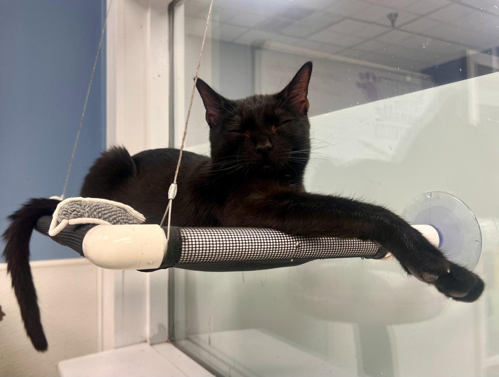 Enlarge Dale, a Adoptable Domestic Short Hair in Georgetown, KY image 2/3