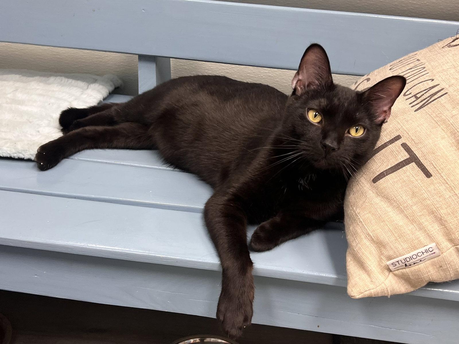 Enlarge Dale, a Adoptable Domestic Short Hair in Georgetown, KY image 3/3