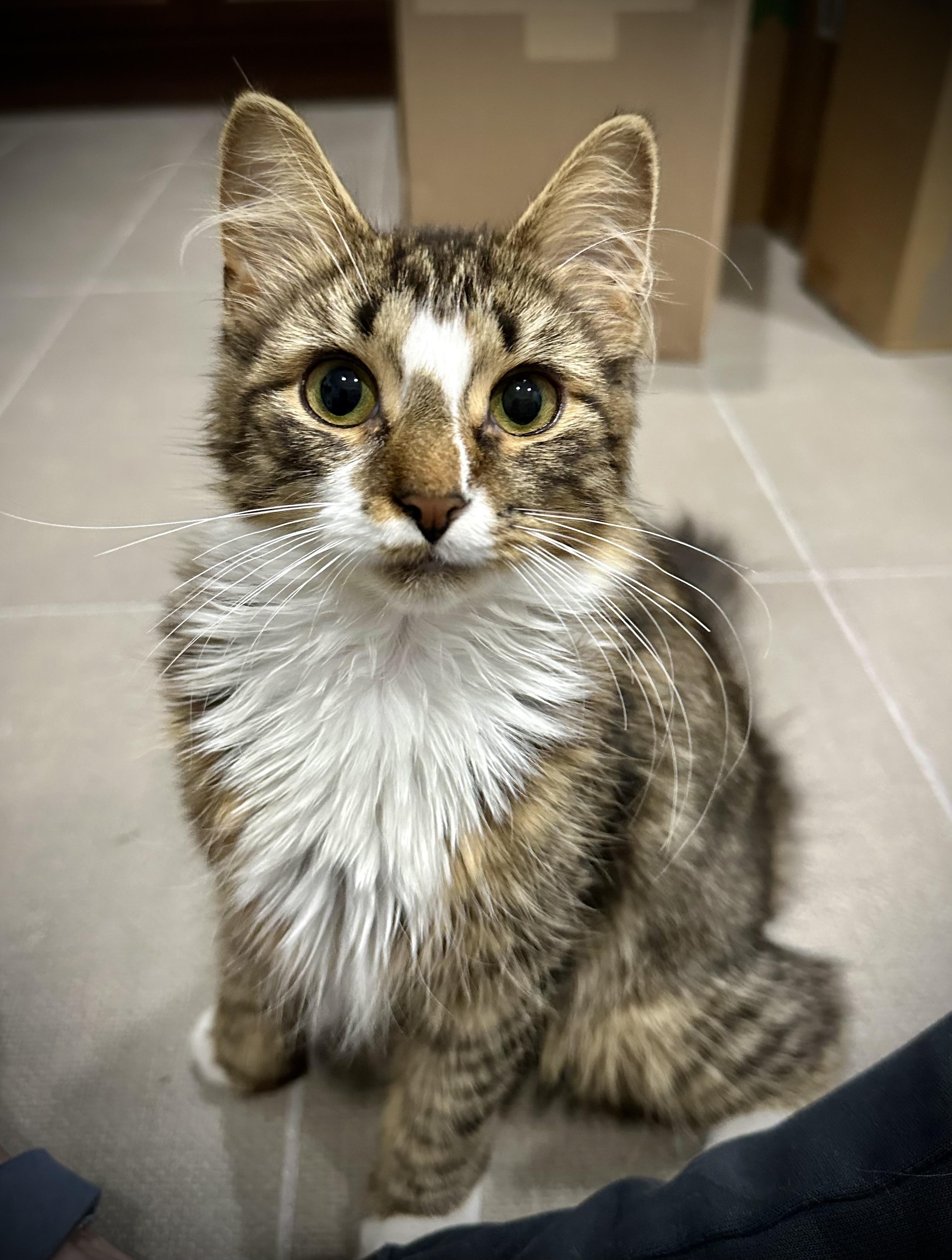 Dolly, Adopted, Kitten Female Domestic Long Hair.