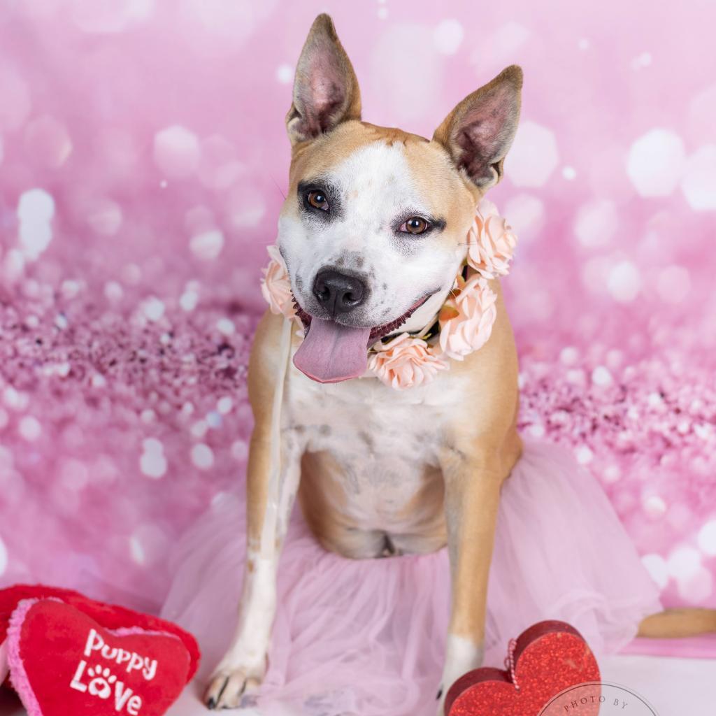 Lola, Adoptable, Adult Female Whippet & Terrier.