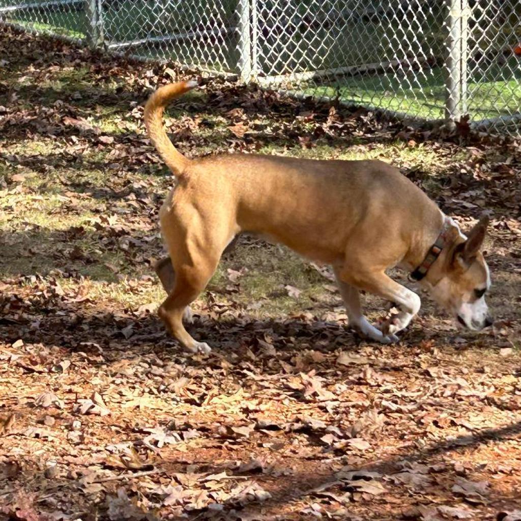 Lola, a Adoptable mixed breed in Tuscaloosa, AL image 2/6