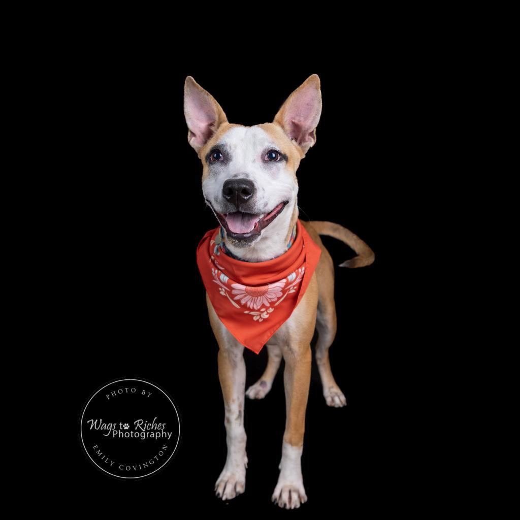 Lola, a Adoptable mixed breed in Tuscaloosa, AL image 3/6