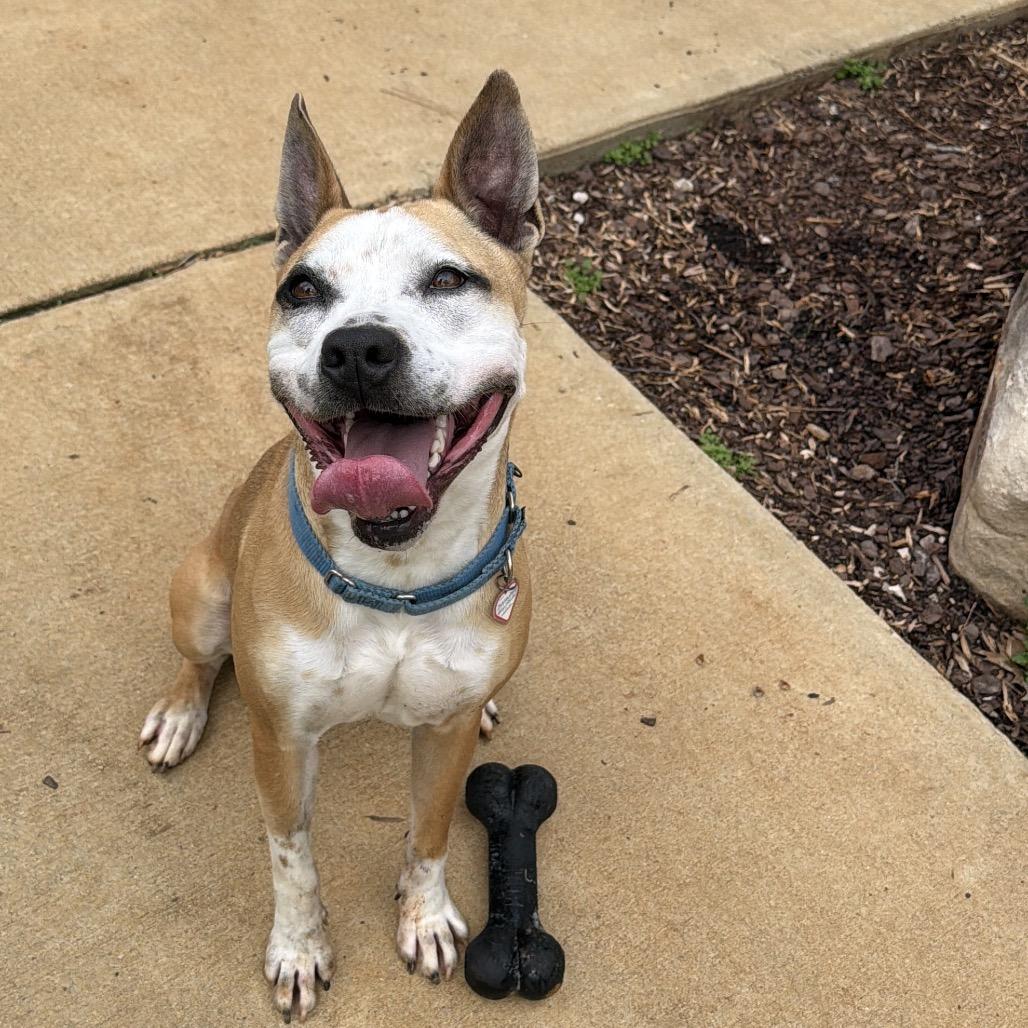 Lola, a Adoptable mixed breed in Tuscaloosa, AL image 4/6