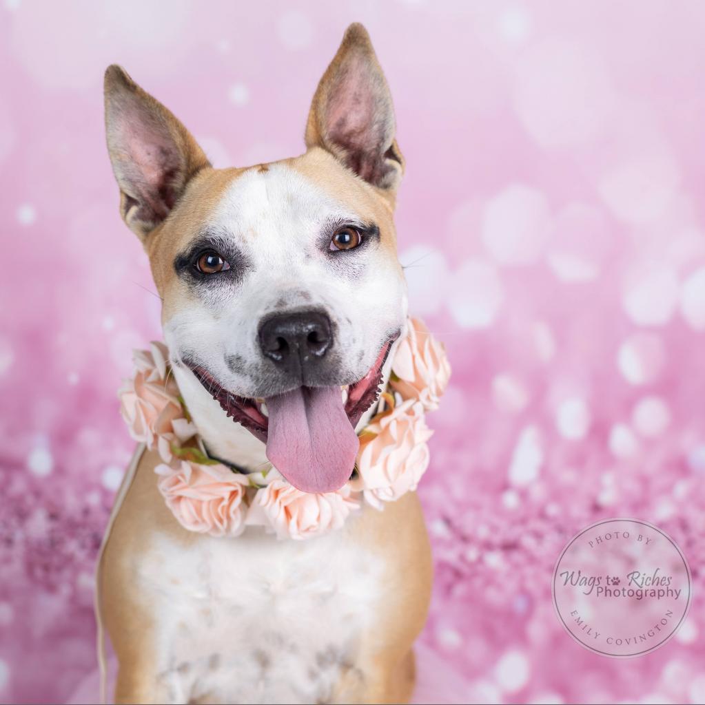 Lola, a Adoptable mixed breed in Tuscaloosa, AL image 5/6
