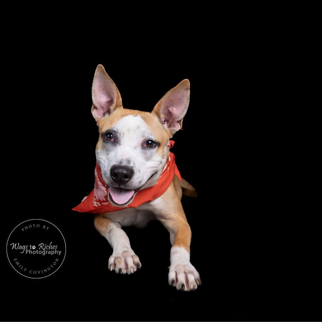 Lola, a Adoptable mixed breed in Tuscaloosa, AL image 6/6