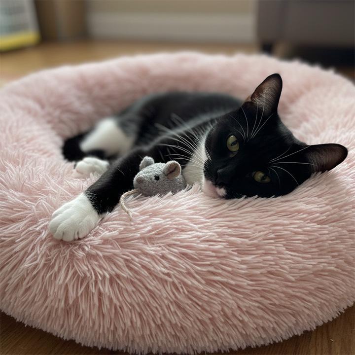 Enlarge Whiskers Winn, a ADOPTABLE Domestic Short Hair in Seattle, WA image 4/6