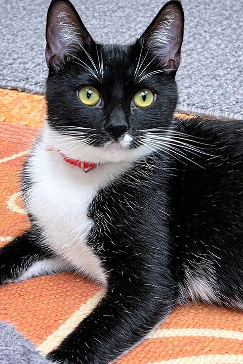 Whiskers Winn, ADOPTABLE, Adult Female Domestic Short Hair.