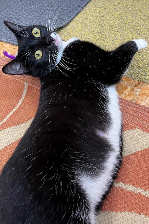 Enlarge Whiskers Winn, a ADOPTABLE Domestic Short Hair in Seattle, WA image 2/6