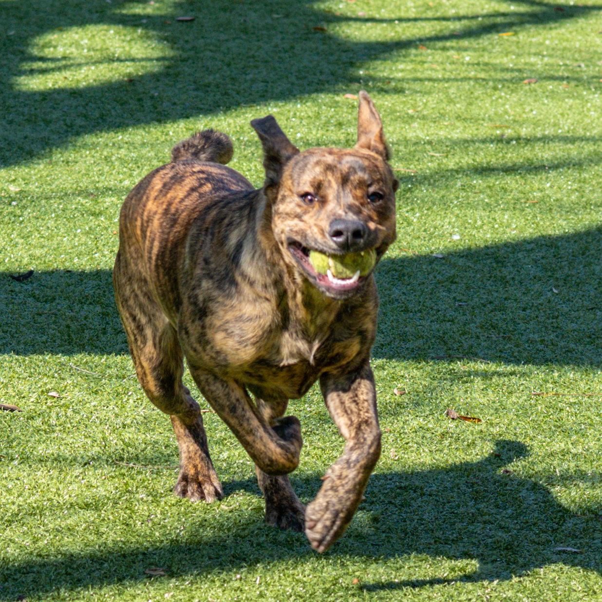 Enlarge Raja, a Adopted Labrador Retriever in Hilton Head Island, SC image 2/3
