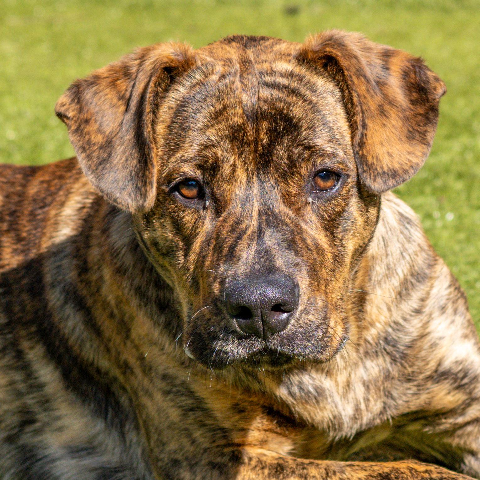 Enlarge Raja, a Adopted Labrador Retriever in Hilton Head Island, SC image 3/3